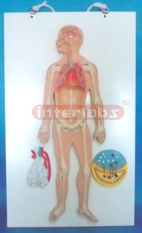 SMALL HANGING HUMAN RESPIRATORY SYSTEM MODEL